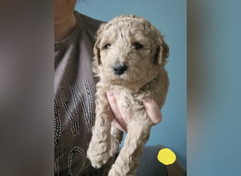 Labradoodlewelpen Rüden ab Mai abgabebereit
