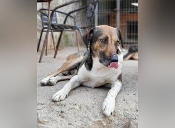 ROBI❤️zauberhafter, lieber Hundejunge, zurückhaltend und sozial