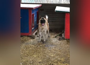 JUAN - der Akita Mix braucht etwas Zeit, bis er den Menschen vertrauen kann