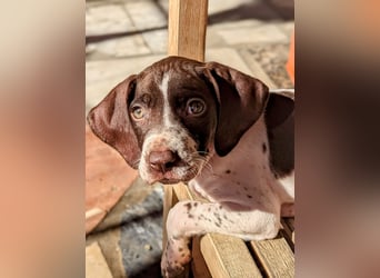 Cosmo sucht sein Glück