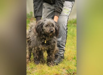 Bubbles LM – Schüchterner Schatz sucht ein liebevolles Zuhause