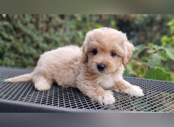 Maltipoo Welpe