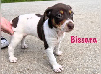 Bissara 12/2024 (ESP) - verschmuste, kleine Bodeguero-Pinscher-Mix Welpin!
