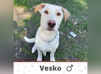 VESKO ❤ EILIG!  Gesucht: Zuhause oder Pflegestelle