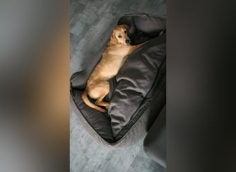 Oskar - in 71067 Sindelfingen  auf Pflegestelle