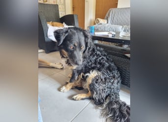 Hütehund/Schäferhund Mischling Jago