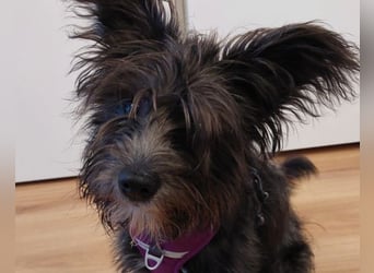 Lulu ❤️ wartet in 27751 Delmenhorst