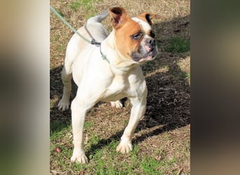 Nereida - Hübsche Bulldoggen-Dame sucht Sportpartner