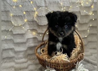 Wunderschöne Mini Aussies ab sofort ausziehbereit