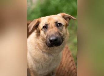 Treue MASHA wird ein perfekter Familienhund