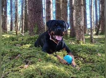 tolle Rottweilerhündin Daisy