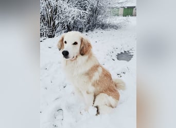 Almi (Almendra)