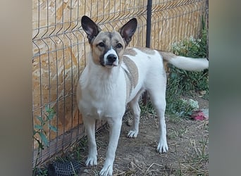 Vlada