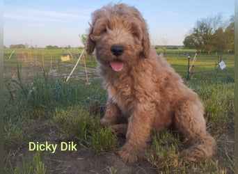 Wunderschöne Labradoodle Welpen, dürfen jetzt ausziehen!
