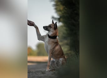 Mica – Abenteurer mit Herz sucht erfahrenes Zuhause