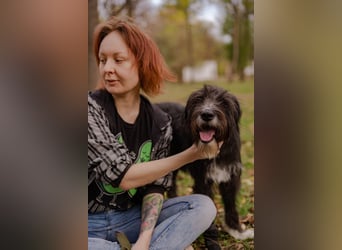 Harley ist ein Hund mit besonderen Bedürfnissen, der ein Zuhause sucht.