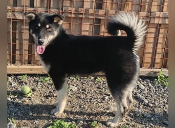 Husky-Mix-Rüde ♥Khan♥ fit, freundlich + klug