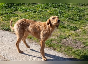 Kelly – Griffon Mix: sanfte Hundeseele sucht dringend ein Zuhause voller Liebe