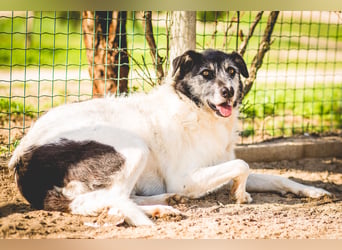 Oriol, Mix Schnauzer / Podengo, lieb und verträglich