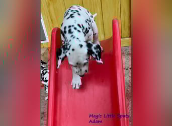 Magic Little Spots - tolle Dalmatinerwelpen aus verantwortungsvoller VDH Zucht
