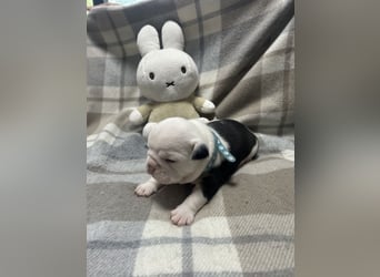 Englische Bulldoggen Welpen– 7 süße Mädels suchen bald ein Zuhause!