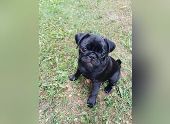 Mops welpen ab sofort Abgabe bereit.