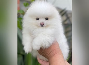 Pomeranian Zwergspitz