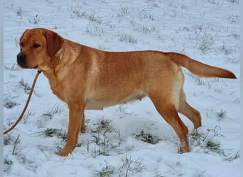 Labrador Welpen Foxred