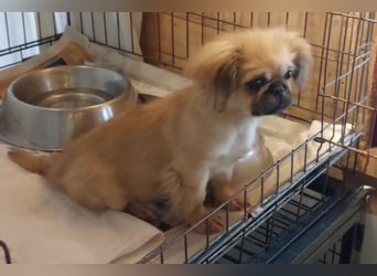 Teddy - Süßer Pekinese-Welpe sucht sein Körbchen-Glück!