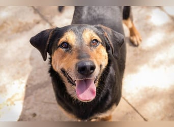 Jack: Ein Hund zum Pferdestehlen!