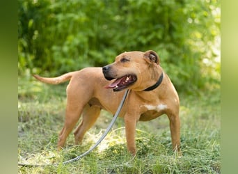 Piti-Mix-Mädchen♥Liv♥ Vermittlung z.B. nach A-CH-B-NL