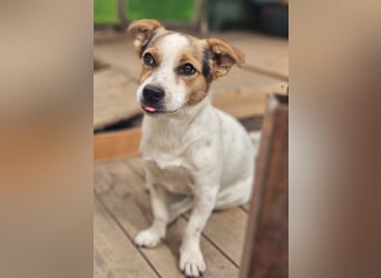 Didier - freundlicher, aktiver, verspielter kleiner Jack Russel-Mix Rüde / z.Zt. noch in Rumänien