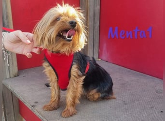 Menta1 geb. 03/19 (ESP Pflegestelle) - liebe, anhängliche und verschmuste Yorkshire-Terrier Hündin!