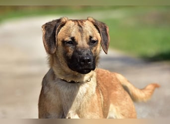Buffy ist ein fröhlicher, aktiver Hund