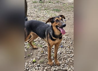 Dina sucht ein Zuhause!