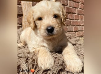 Labradoodle F1 apricot