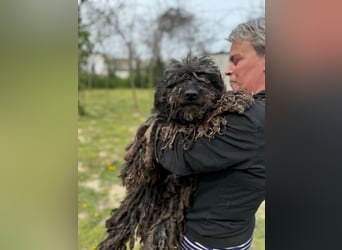Buksi LM – Sanfte Hundedame sucht warmes Plätzchen für immer