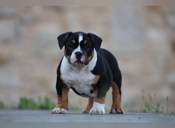 Unglaublich schöne American Bully Welpen!