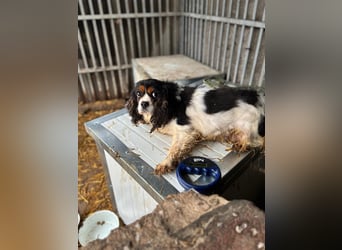Rozali, zauberhafte Cavalier King Charles Hündin geb. 2020