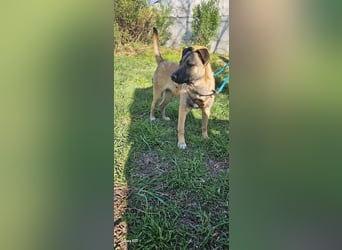 Welpendame BEAUTY, in 71665 Vaihingen auf Pflegestelle, sucht eine Familie!
