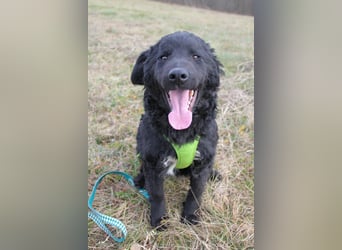 Verspielter TRUNTO - Traumbub mit dem Potential zum Herzenshund