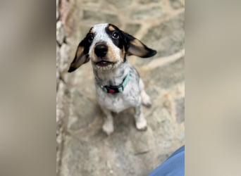 Beagle Mischlingsdame EADIE (*Dezember 2024) sucht eine Familie