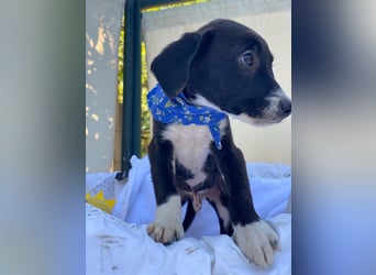 Artur LM - Zuhause gesucht – Neun kleine Hundekinder auf großer Mission
