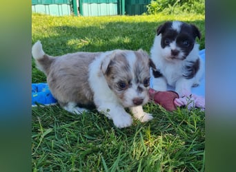 Bezaubernde Welpen aus Bolonka Zwetna und Pomeranian (Zwergspitz)