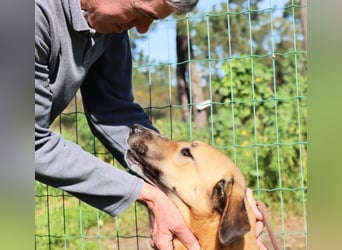 Muffin (weibl.), sucht liebevolle und geduldige Menschen!