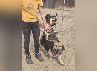 Lui – entspannter Dackel-Mix sucht sein Glück!