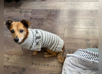Senior Rudi sucht sein Körbchen