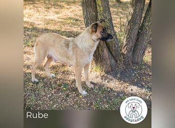 Rube: Liebevolle Begleiterin