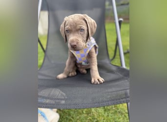 Labrador Welpen reinrassig Rüde Silber NRW Düsseldorf Köln Kleinanzeige