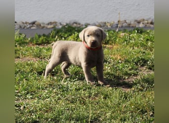LABRADOR WELPEN Reinrassig mit Ahnentafel - GRAU und BRAUN - Beste Familienzucht